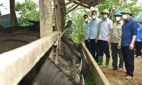 Yên Bái: Huyện Lục Yên phát triển chăn nuôi theo hướng hàng hóa
