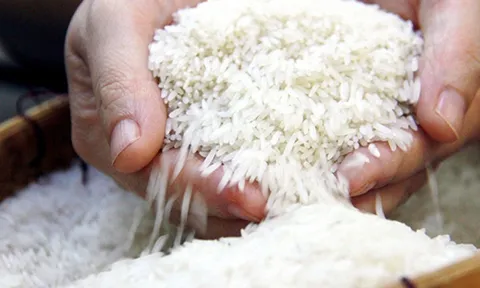 Gạo Việt Nam bán được giá cao nhất, xuất khẩu gạo thu về gần 3 tỷ USD