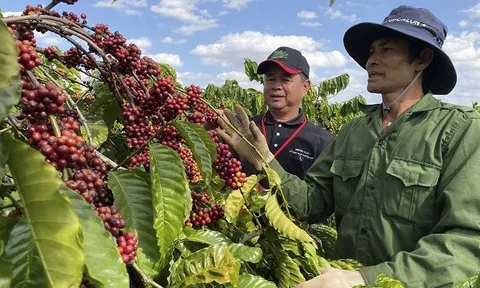 Xuất khẩu cà phê sang thị trường Tây Ban Nha tăng trưởng mạnh
