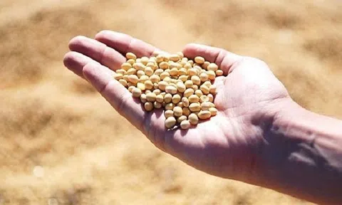 Bộ Nông nghiệp xin giảm thuế nhập khẩu khô đậu tương về 0%