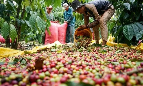 Tiêu dùng xanh ngày 01/11: Giá cà phê trong nước tăng nhẹ