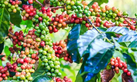 Tiêu dùng xanh ngày 3/11: Giá cà phê trong nước quay đầu giảm 300 đồng/kg