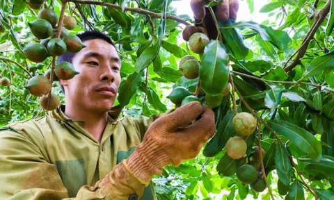 Đắk Nông tập trung phát triển vùng nguyên liệu mắc ca