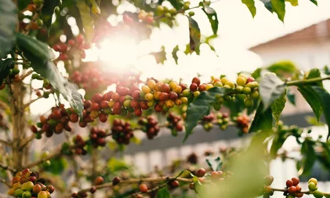 Tiêu dùng xanh ngày 6/11: Giá cà phê trong nước tăng nhẹ, dao động ở mức 40.700 - 41.300 đồng/kg