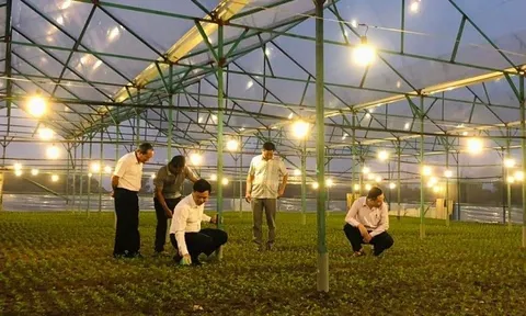 Hà Tĩnh: Nông dân đẩy mạnh sản xuất vụ Đông