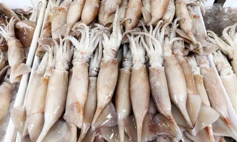 Hàn Quốc nhập hơn 197 triệu USD mực, bạch tuộc của Việt Nam