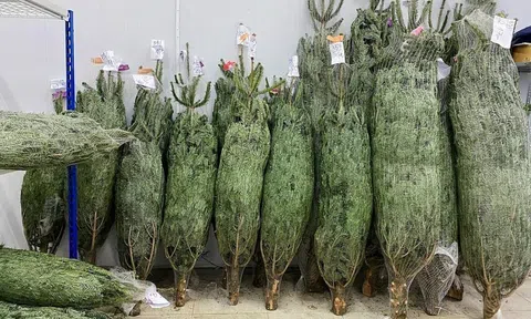 Thông tươi nhập khẩu châu Âu giá gần chục triệu đồng/cây vẫn đắt khách