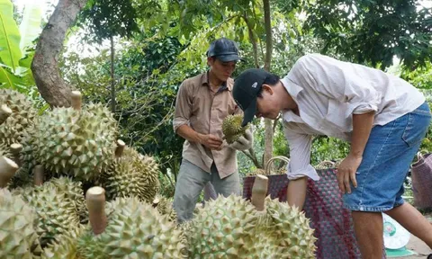 Tiền Giang: Thiếu hụt nguồn cung trái sầu riêng phục vụ xuất khẩu sang Trung Quốc