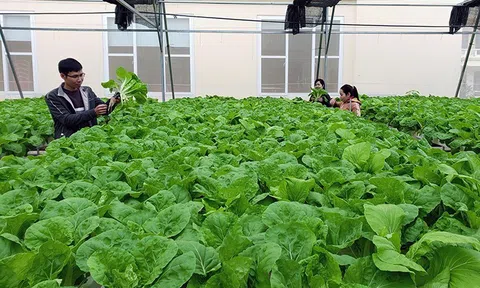 Bắc Ninh: Sản xuất nông sản an toàn - Hướng đi đúng của Hợp tác xã Liên Ấp