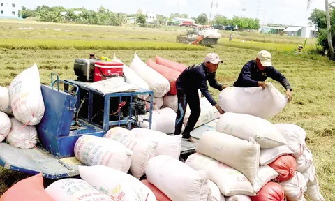Giá gạo Việt Nam xuất khẩu cao nhất thế giới