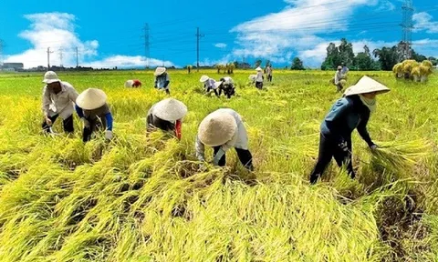 Giải pháp nào để phát triển bền vững cây lúa vùng Đồng bằng sông Cửu Long?