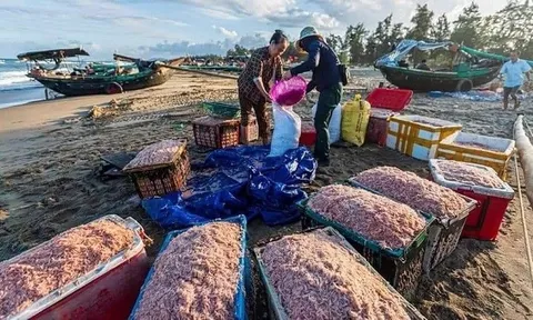 Ngư dân Hà Tĩnh trúng đậm hải sản sau mỗi chuyến ra khơi