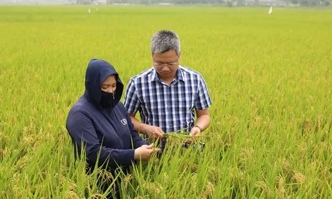 Hà Nội: Nâng cao giá trị gạo hữu cơ