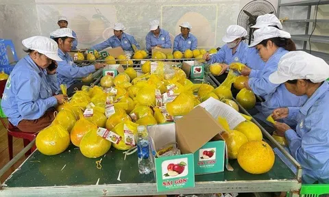 Hòa Bình: Xuất khẩu lô bưởi đỏ đầu tiên sang thị trường Anh