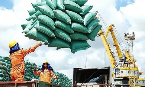 Cơ hội cho Doanh nghiệp xuất khẩu gạo Việt Nam khi Indonesia dự kiến nhập khẩu 500.000 tấn gạo