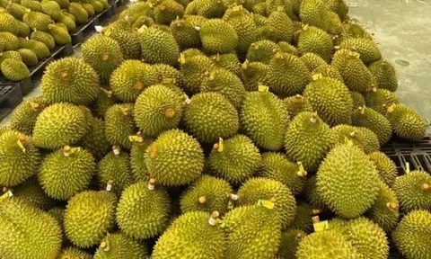 Sầu riêng xuất khẩu sang Trung Quốc thiếu hàng