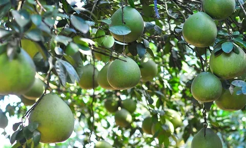 "Lễ công bố xuất khẩu lô bưởi đầu tiên của Việt Nam sang Hoa Kỳ" diễn ra hôm nay - 28/11