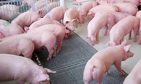 Giá heo hơi ngày 30/11: Đi ngang trên diện rộng, cao nhất 56.000 đồng/kg