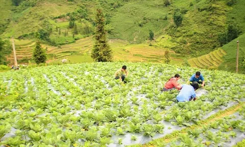 Hướng sản xuất mới giúp nâng cao thu nhập cho nông dân vùng cao Bắc Hà
