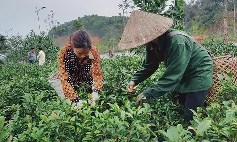 Xã Bảo Hưng (huyện Trấn Yên, tỉnh Yên Bái) xây dựng thương hiệu chè sạch