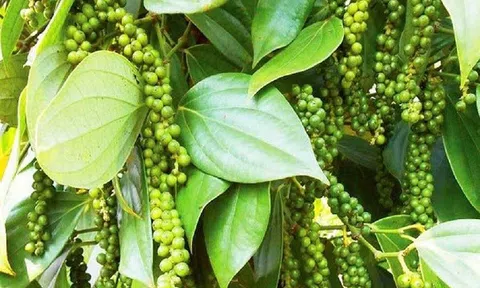 Giá tiêu hôm nay 10/12: Giá tiêu trong nước đi ngang, cao nhất 62.000 đồng/kg