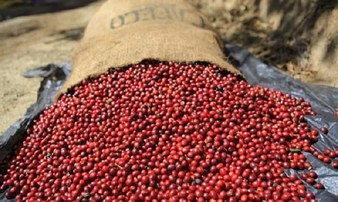 Tiêu dùng xanh ngày 11/12: Giá cà phê trong nước quay đầu giảm, cao nhất 40.800 đồng/kg