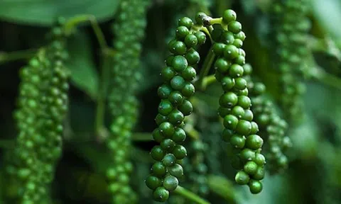 Giá tiêu hôm nay 11/12: Giá tiêu trong nước đi ngang, dao động ở mức 59.000 - 62.000 đồng/kg