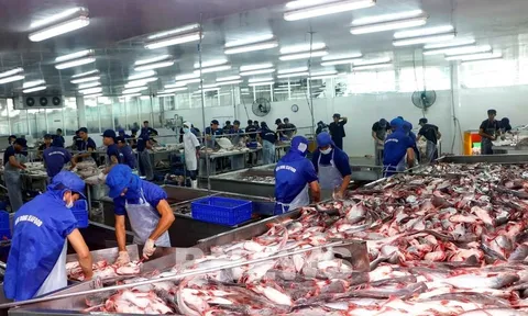 Triển vọng tiêu thụ cá tra Việt Nam tại thị trường Mỹ vào năm 2023