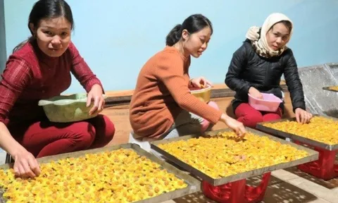 Tạo lập, quản lý và phát triển chỉ dẫn địa lý trà hoa vàng miền Tây Nghệ An