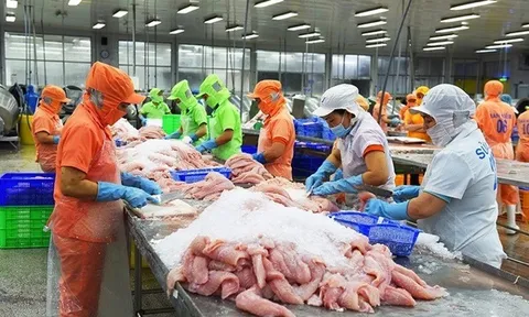 Xuất khẩu cá tra năm 2022 lập kỷ lục đạt 2,4 tỷ USD