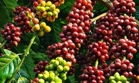 Giá cà phê ngày 21/12: Giá cà phê trong nước giảm nhẹ, dao động ở mức 39.900 – 40.600 đồng/kg