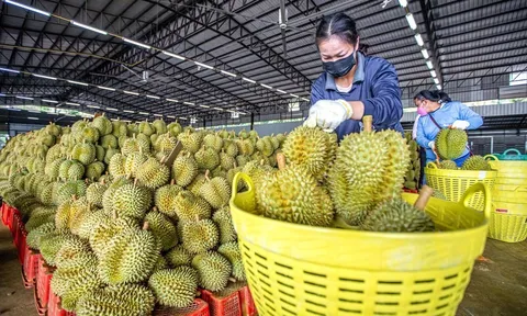 Xuất khẩu sầu riêng sang Trung Quốc tăng cao kỷ lục