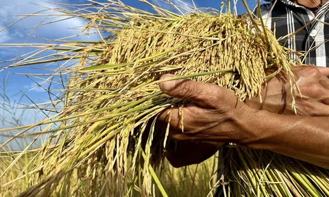 Hà Nội: Giảm diện tích đất trồng lúa, gia tăng giá trị canh tác