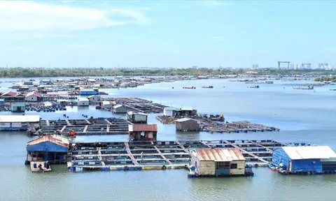 Bà Rịa - Vũng Tàu: Nhiều hộ nuôi cá lồng bè cắt giảm quy mô