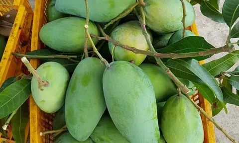 Việt Nam đứng thứ 3 về xuất khẩu xoài sang Hàn Quốc