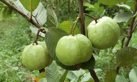Tác dụng của quả ổi: Giảm cân, tăng miễn dịch, cái số 3 mới là quý nhất
