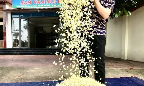 Trồng sâm Nam núi Dành, nông dân Bắc Giang thu tiền tỷ mỗi năm