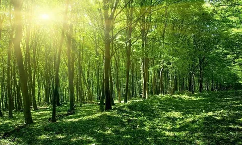 Lâm nghiệp Việt Nam toàn cảnh năm 2022