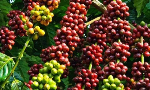 Giá cà phê ngày 05/1: Giá cà phê trong nước tăng trở lại, dao động từ 39.400 – 40.100 đồng/kg