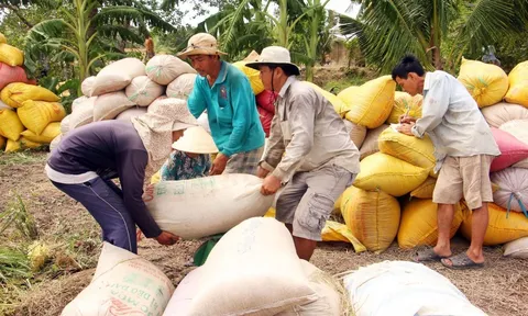 Bạc Liêu: Giá lúa tăng cao dịp cận Tết, nông dân vui mừng vì bội thu
