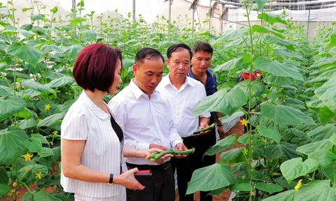 Bắc Ninh: Nhân rộng các vùng sản xuất nông nghiệp tập trung, ứng dụng công nghệ cao