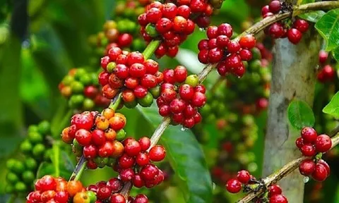 Giá cà phê ngày 08/1: Giá cà phê trong nước giảm nhẹ, dao động từ 38.800 – 39.600 đồng/kg