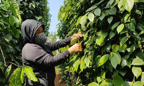 Xuất khẩu hạt tiêu sẽ đối mặt với nhiều khó khăn trong năm mới