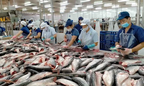 Nhu cầu thị trường ổn định, cá tra Việt Nam có nhiều cơ hội lạc quan trong năm 2023
