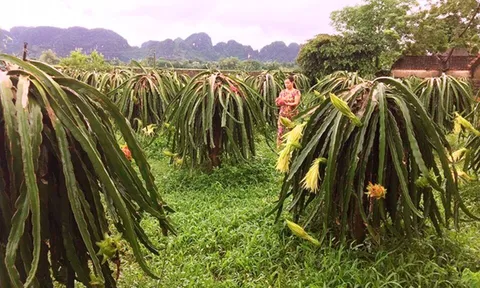Ninh Bình: Phát triển kinh tế nông nghiệp ở tiểu vùng đồi núi bán sơn địa