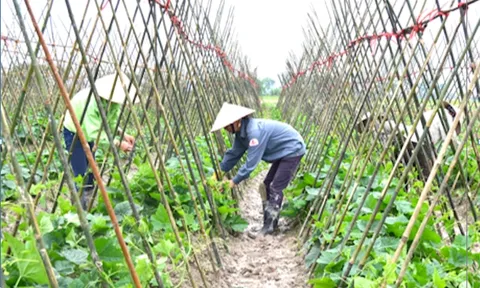 Hỗ trợ hợp tác xã do phụ nữ tham gia quản lý và tạo việc làm cho lao động nữ