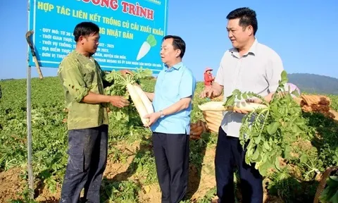 Lần đầu tiên củ cải Hà Giang được xuất khẩu sang thị trường Nhật Bản