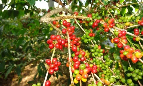 Giá cà phê ngày 16/1: Giá cà phê trong nước ổn định, kỳ vọng một tuần 'tươi sáng'
