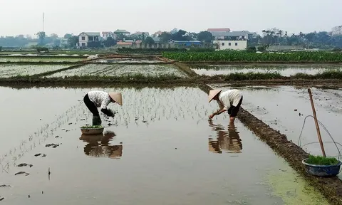 Vĩnh Phúc: Các địa phương chủ động sản xuất vụ Xuân