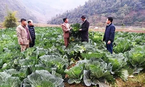 Yên Bái: 55% HTX nông, lâm, ngư nghiệp hoạt động hiệu quả
